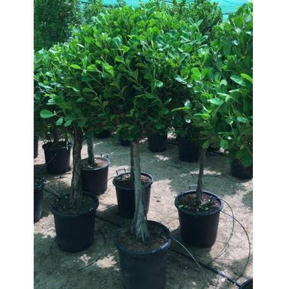 Ficus Diversifolia Single Head - www.FOP.ae Buy online Best and Healthy Plants and quality products guarantee in Dubai Plants Shop in Dubai Abu Dhabi all over UAE Plants near me Fresh Plants in Dubai where to buy plants in UAE - FOP.ae