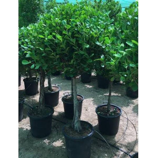 Ficus Diversifolia Single Head - www.FOP.ae Buy online Best and Healthy Plants and quality products guarantee in Dubai Plants Shop in Dubai Abu Dhabi all over UAE Plants near me Fresh Plants in Dubai where to buy plants in UAE - FOP.ae