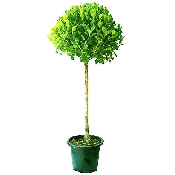 Ficus Diversifolia Single Head - www.FOP.ae Buy online Best and Healthy Plants and quality products guarantee in Dubai Plants Shop in Dubai Abu Dhabi all over UAE Plants near me Fresh Plants in Dubai where to buy plants in UAE - FOP.ae
