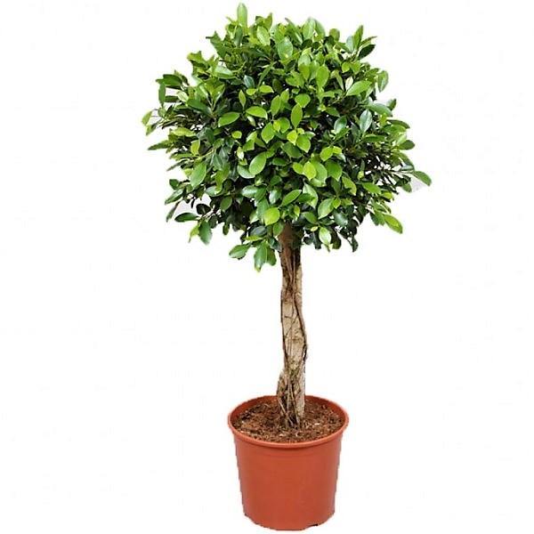 Ficus Diversifolia Rounded - www.FOP.ae Buy online Best and Healthy Plants and quality products guarantee in Dubai Plants Shop in Dubai Abu Dhabi all over UAE Plants near me Fresh Plants in Dubai where to buy plants in UAE - FOP.ae