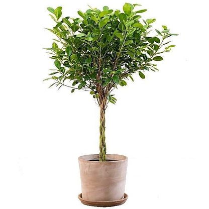 Ficus diversifolia twisted trunk topiary - www.FOP.ae Buy online Best and Healthy Plants and quality products guarantee in Dubai Plants Shop in Dubai Abu Dhabi all over UAE Plants near me Fresh Plants in Dubai where to buy plants in UAE - FOP.ae