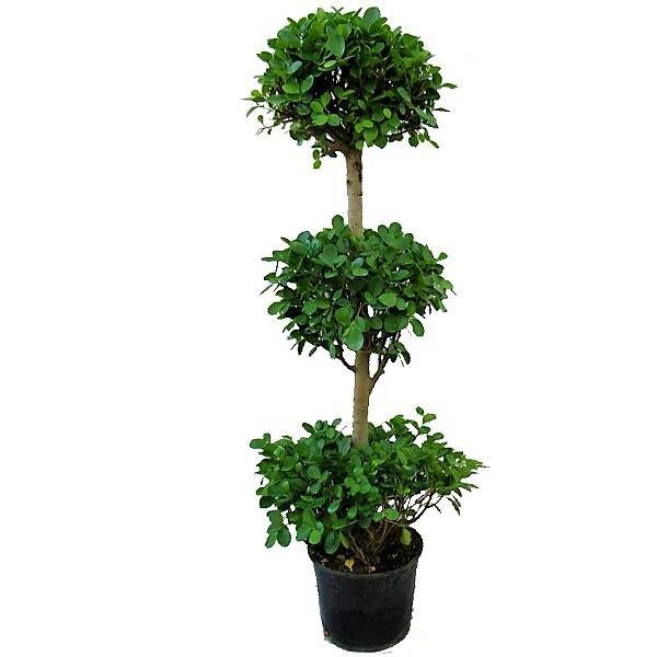 Ficus Diversifolia Three Heads - www.FOP.ae Buy online Best and Healthy Plants and quality products guarantee in Dubai Plants Shop in Dubai Abu Dhabi all over UAE Plants near me Fresh Plants in Dubai where to buy plants in UAE - FOP.ae