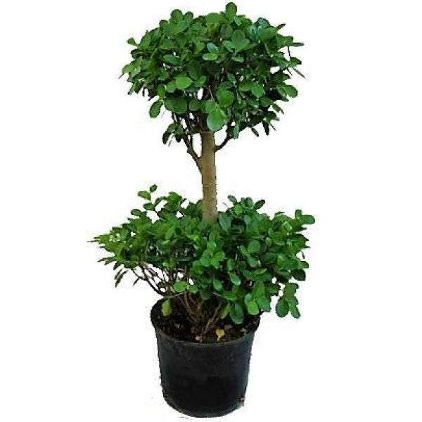 Ficus Diversifolia Two Heads - www.FOP.ae Buy online Best and Healthy Plants and quality products guarantee in Dubai Plants Shop in Dubai Abu Dhabi all over UAE Plants near me Fresh Plants in Dubai where to buy plants in UAE - FOP.ae