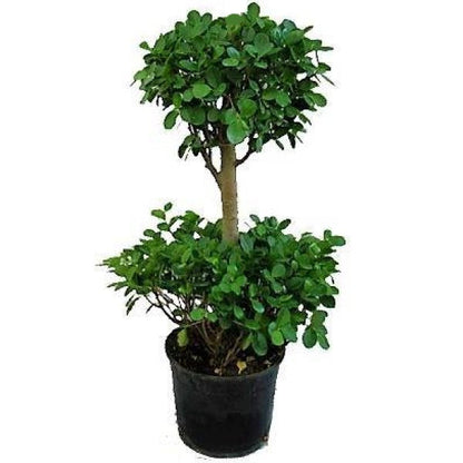 Ficus Diversifolia Two Heads - www.FOP.ae Buy online Best and Healthy Plants and quality products guarantee in Dubai Plants Shop in Dubai Abu Dhabi all over UAE Plants near me Fresh Plants in Dubai where to buy plants in UAE - FOP.ae