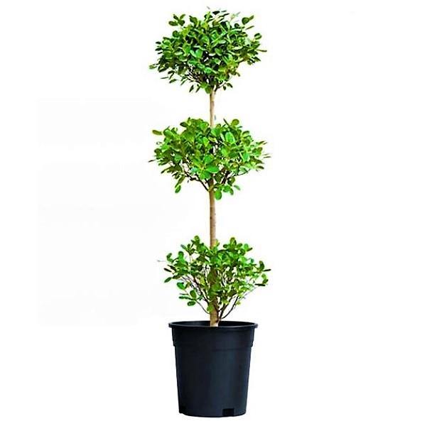 Ficus Diversifolia Three Heads - www.FOP.ae Buy online Best and Healthy Plants and quality products guarantee in Dubai Plants Shop in Dubai Abu Dhabi all over UAE Plants near me Fresh Plants in Dubai where to buy plants in UAE - FOP.ae