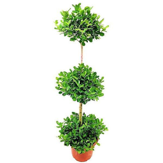 Ficus Diversifolia Three Heads - www.FOP.ae Buy online Best and Healthy Plants and quality products guarantee in Dubai Plants Shop in Dubai Abu Dhabi all over UAE Plants near me Fresh Plants in Dubai where to buy plants in UAE - FOP.ae
