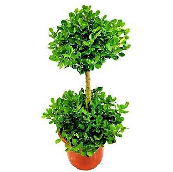 Ficus Diversifolia Two Heads - www.FOP.ae Buy online Best and Healthy Plants and quality products guarantee in Dubai Plants Shop in Dubai Abu Dhabi all over UAE Plants near me Fresh Plants in Dubai where to buy plants in UAE - FOP.ae