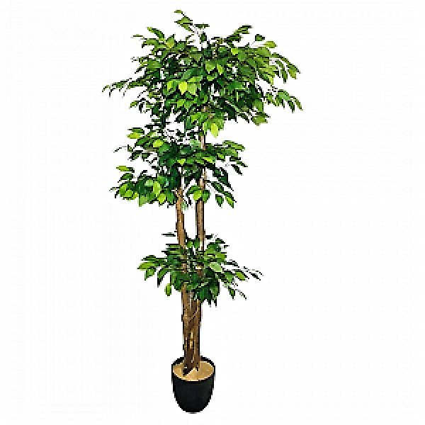 Ficus Multi Head - www.FOP.ae Buy online Best and Healthy Plants and quality products guarantee in Dubai Plants Shop in Dubai Abu Dhabi all over UAE Plants near me Fresh Plants in Dubai where to buy plants in UAE - FOP.ae