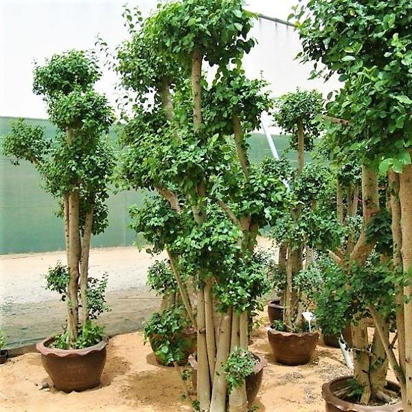 Ficus Multi Head - www.FOP.ae Buy online Best and Healthy Plants and quality products guarantee in Dubai Plants Shop in Dubai Abu Dhabi all over UAE Plants near me Fresh Plants in Dubai where to buy plants in UAE - FOP.ae