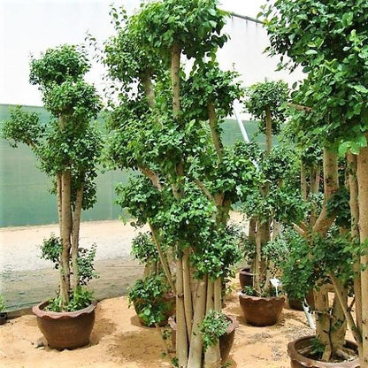 Ficus Multi Head - www.FOP.ae Buy online Best and Healthy Plants and quality products guarantee in Dubai Plants Shop in Dubai Abu Dhabi all over UAE Plants near me Fresh Plants in Dubai where to buy plants in UAE - FOP.ae