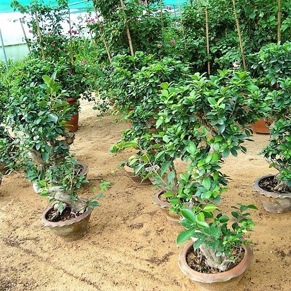 Ficus S Bonsai - www.FOP.ae Buy online Best and Healthy Plants and quality products guarantee in Dubai Plants Shop in Dubai Abu Dhabi all over UAE Plants near me Fresh Plants in Dubai where to buy plants in UAE - FOP.ae