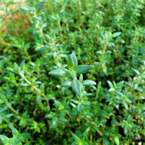 Zaatar Herb Thyme - www.FOP.ae Buy online Best and Healthy Plants and quality products guarantee in Dubai Plants Shop in Dubai Abu Dhabi all over UAE Plants near me Fresh Plants in Dubai where to buy plants in UAE - FOP.ae