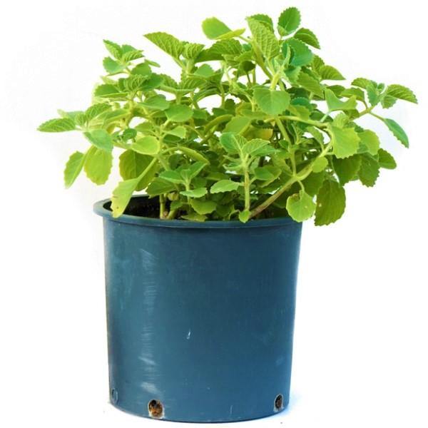 Zaatar Herb Thyme - www.FOP.ae Buy online Best and Healthy Plants and quality products guarantee in Dubai Plants Shop in Dubai Abu Dhabi all over UAE Plants near me Fresh Plants in Dubai where to buy plants in UAE - FOP.ae