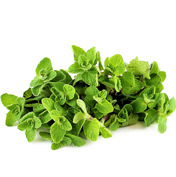 Zaatar Herb Thyme - www.FOP.ae Buy online Best and Healthy Plants and quality products guarantee in Dubai Plants Shop in Dubai Abu Dhabi all over UAE Plants near me Fresh Plants in Dubai where to buy plants in UAE - FOP.ae