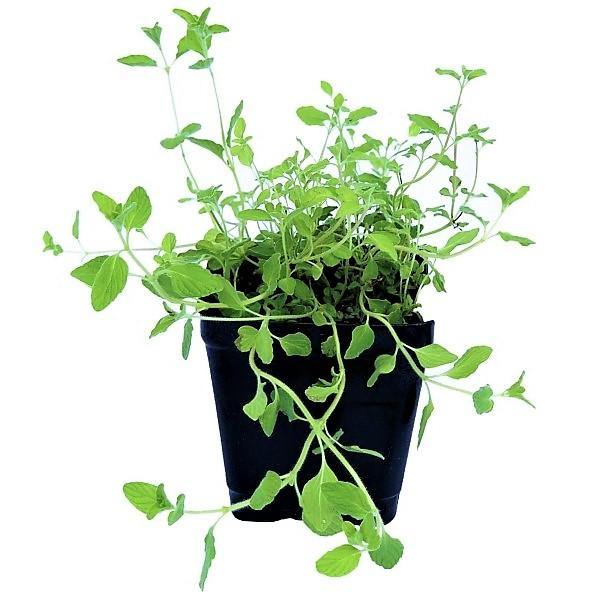 Zaatar Herb Thyme - www.FOP.ae Buy online Best and Healthy Plants and quality products guarantee in Dubai Plants Shop in Dubai Abu Dhabi all over UAE Plants near me Fresh Plants in Dubai where to buy plants in UAE - FOP.ae