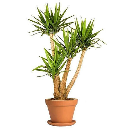 Yucca Elephantipes, Spineless Yucca, Giant Yucca - www.FOP.ae Buy online Best and Healthy Plants and quality products guarantee in Dubai Plants Shop in Dubai Abu Dhabi all over UAE Plants near me Fresh Plants in Dubai where to buy plants in UAE - FOP.ae