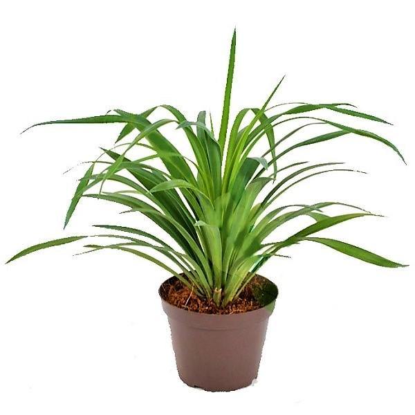 Yucca Desmetiana, Blue Boy - www.FOP.ae Buy online Best and Healthy Plants and quality products guarantee in Dubai Plants Shop in Dubai Abu Dhabi all over UAE Plants near me Fresh Plants in Dubai where to buy plants in UAE - FOP.ae