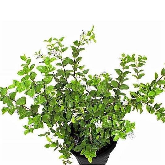 Wrightia Milky Way - www.FOP.ae Buy online Best and Healthy Plants and quality products guarantee in Dubai Plants Shop in Dubai Abu Dhabi all over UAE Plants near me Fresh Plants in Dubai where to buy plants in UAE - FOP.ae