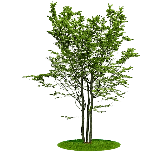 Ziziphus jujuba, Jujube Tree - www.FOP.ae Buy online Best and Healthy Plants and quality products guarantee in Dubai Plants Shop in Dubai Abu Dhabi all over UAE Plants near me Fresh Plants in Dubai where to buy plants in UAE - FOP.ae