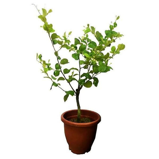 Ziziphus jujuba, Jujube Tree - www.FOP.ae Buy online Best and Healthy Plants and quality products guarantee in Dubai Plants Shop in Dubai Abu Dhabi all over UAE Plants near me Fresh Plants in Dubai where to buy plants in UAE - FOP.ae
