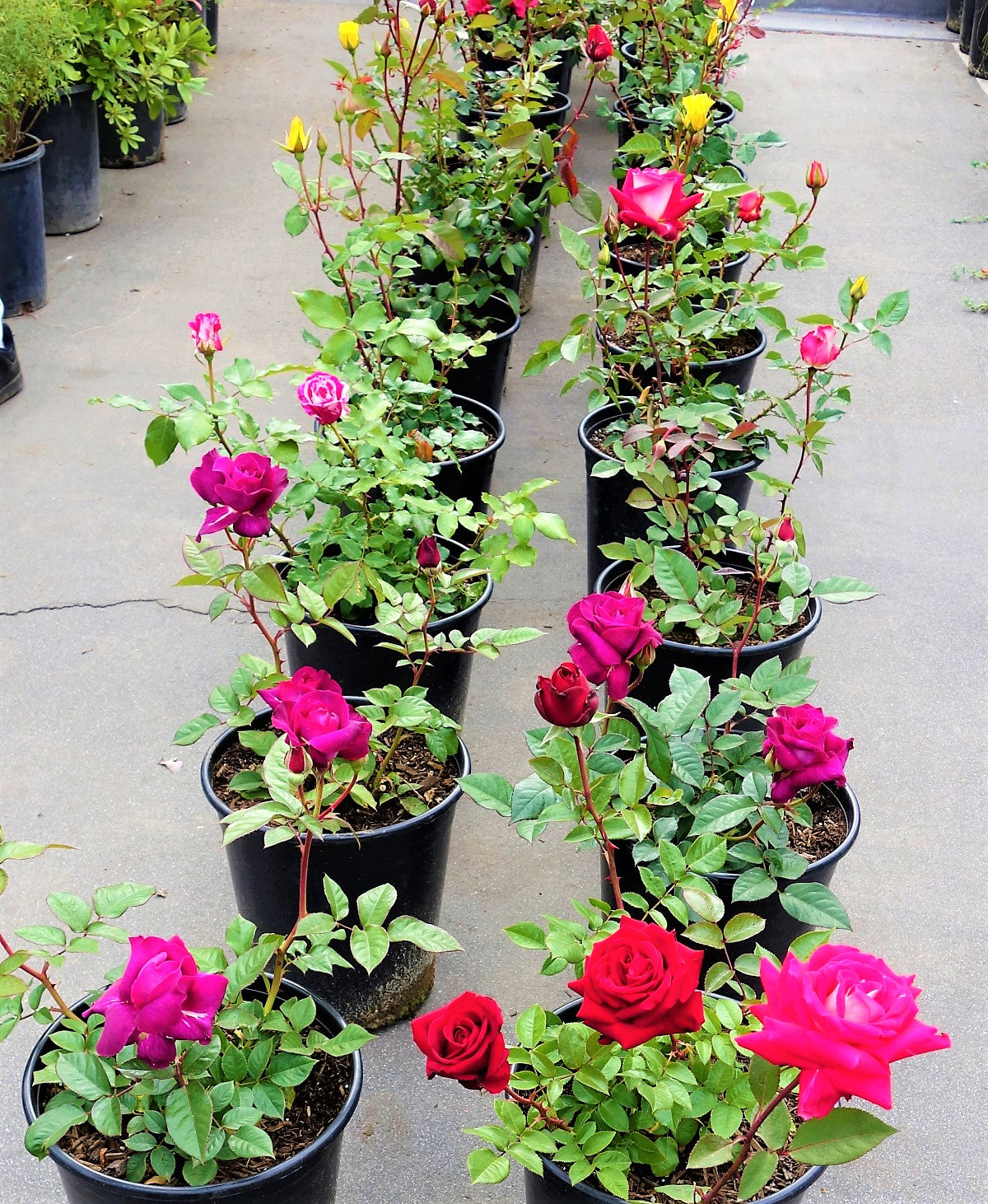 Rose Plant Outdoor - www.FOP.ae Buy online Best and Healthy Plants and quality products guarantee in Dubai Plants Shop in Dubai Abu Dhabi all over UAE Plants near me Fresh Plants in Dubai where to buy plants in UAE - FOP.ae