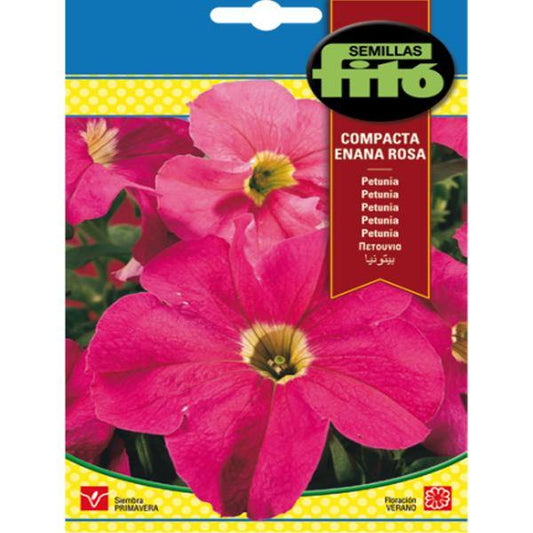 Petunia Dwarf, Compact Rose Seeds - www.FOP.ae Buy online Best and Healthy Plants and quality products guarantee in Dubai Plants Shop in Dubai Abu Dhabi all over UAE Plants near me Fresh Plants in Dubai where to buy plants in UAE - FOP.ae