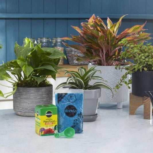 Miracle-Gro Water Soluble All Purpose Plant Food - www.FOP.ae Buy online Best and Healthy Plants and quality products guarantee in Dubai Plants Shop in Dubai Abu Dhabi all over UAE Plants near me Fresh Plants in Dubai where to buy plants in UAE - FOP.ae