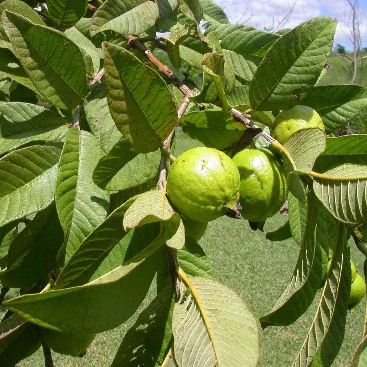 Guava Tree, Psidium Guajava - www.FOP.ae Buy online Best and Healthy Plants and quality products guarantee in Dubai Plants Shop in Dubai Abu Dhabi all over UAE Plants near me Fresh Plants in Dubai where to buy plants in UAE - FOP.ae