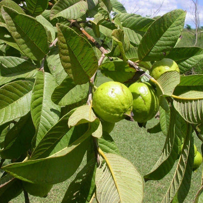Guava Tree, Psidium Guajava - www.FOP.ae Buy online Best and Healthy Plants and quality products guarantee in Dubai Plants Shop in Dubai Abu Dhabi all over UAE Plants near me Fresh Plants in Dubai where to buy plants in UAE - FOP.ae