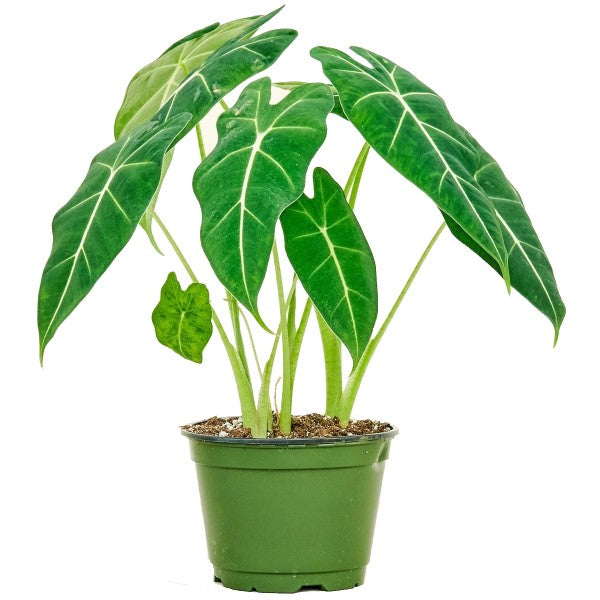 Alocasia Frydek, Green Velvet Alocasia - www.FOP.ae Buy online Best and Healthy Plants and quality products guarantee in Dubai Plants Shop in Dubai Abu Dhabi all over UAE Plants near me Fresh Plants in Dubai where to buy plants in UAE - FOP.ae