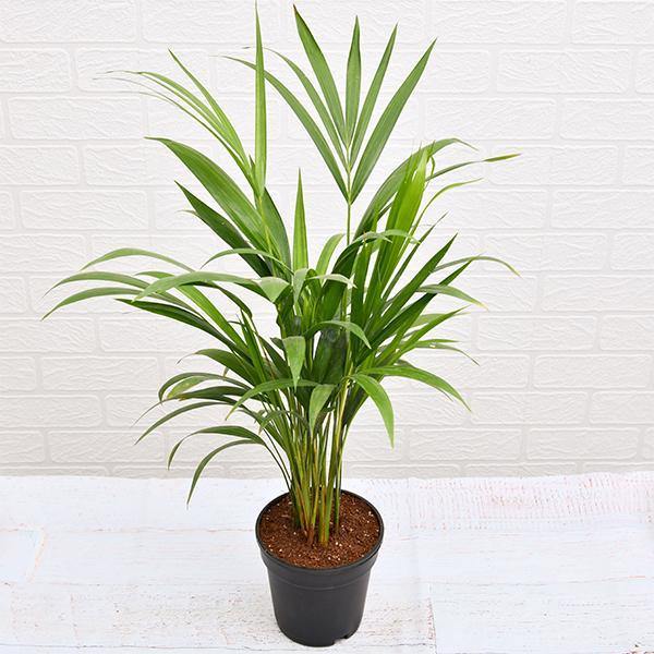 Areca Small, Butterfly Palm , Cane Palm - www.FOP.ae Buy online Best and Healthy Plants and quality products guarantee in Dubai Plants Shop in Dubai Abu Dhabi all over UAE Plants near me Fresh Plants in Dubai where to buy plants in UAE - FOP.ae