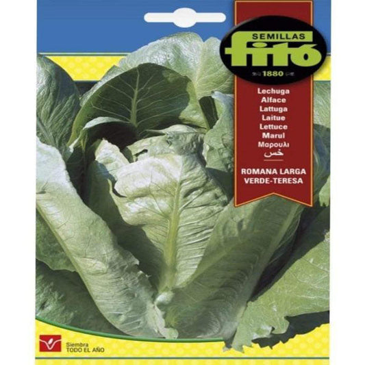 Romana Larga Verde Seeds - www.FOP.ae Buy online Best and Healthy Plants and quality products guarantee in Dubai Plants Shop in Dubai Abu Dhabi all over UAE Plants near me Fresh Plants in Dubai where to buy plants in UAE - FOP.ae