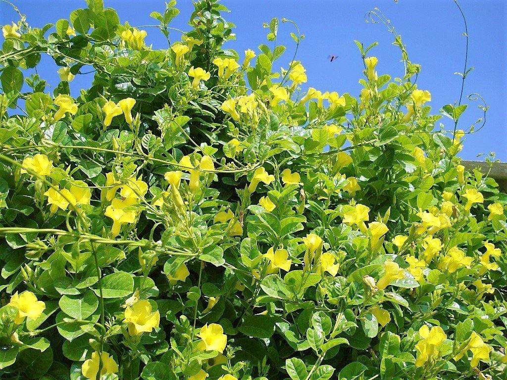 Yellow Bell Climber, Mandevilla Splendens - www.FOP.ae Buy online Best and Healthy Plants and quality products guarantee in Dubai Plants Shop in Dubai Abu Dhabi all over UAE Plants near me Fresh Plants in Dubai where to buy plants in UAE - FOP.ae