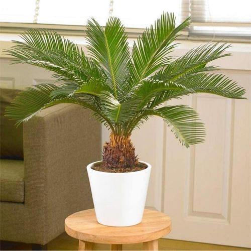 Cycas Revoluta, Sago Palm, outdoor - www.FOP.ae Buy online Best and Healthy Plants and quality products guarantee in Dubai Plants Shop in Dubai Abu Dhabi all over UAE Plants near me Fresh Plants in Dubai where to buy plants in UAE - FOP.ae