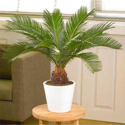 Cycas Revoluta, Sago Palm, outdoor - www.FOP.ae Buy online Best and Healthy Plants and quality products guarantee in Dubai Plants Shop in Dubai Abu Dhabi all over UAE Plants near me Fresh Plants in Dubai where to buy plants in UAE - FOP.ae