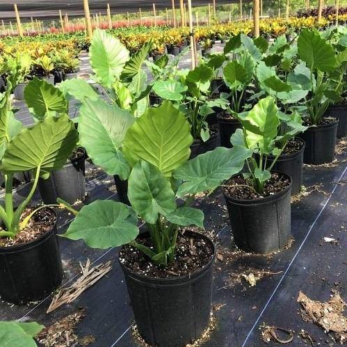 Alocasia California - www.FOP.ae Buy online Best and Healthy Plants and quality products guarantee in Dubai Plants Shop in Dubai Abu Dhabi all over UAE Plants near me Fresh Plants in Dubai where to buy plants in UAE - FOP.ae
