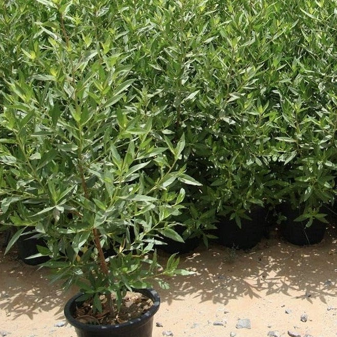 Damas tree, Conocarpus erectus Dubai UAE best plant shop – FOP