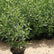 Damas tree, Conocarpus erectus Dubai UAE best plant shop – FOP