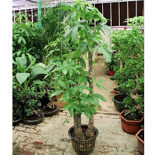 Pachira Aquatica, Money Tree - www.FOP.ae Buy online Best and Healthy Plants and quality products guarantee in Dubai Plants Shop in Dubai Abu Dhabi all over UAE Plants near me Fresh Plants in Dubai where to buy plants in UAE - FOP.ae