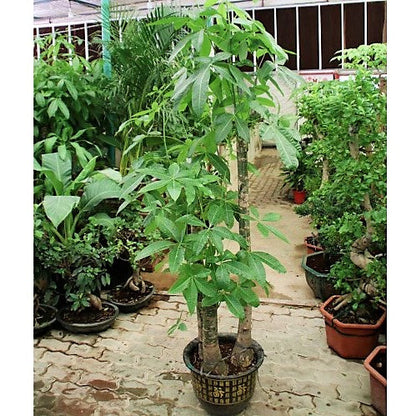 Pachira Aquatica, Money Tree - www.FOP.ae Buy online Best and Healthy Plants and quality products guarantee in Dubai Plants Shop in Dubai Abu Dhabi all over UAE Plants near me Fresh Plants in Dubai where to buy plants in UAE - FOP.ae