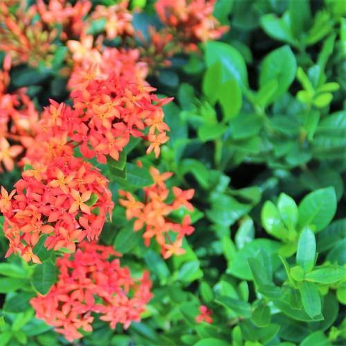 Ixora chinensis, Red, Pink - www.FOP.ae Buy online Best and Healthy Plants and quality products guarantee in Dubai Plants Shop in Dubai Abu Dhabi all over UAE Plants near me Fresh Plants in Dubai where to buy plants in UAE - FOP.ae