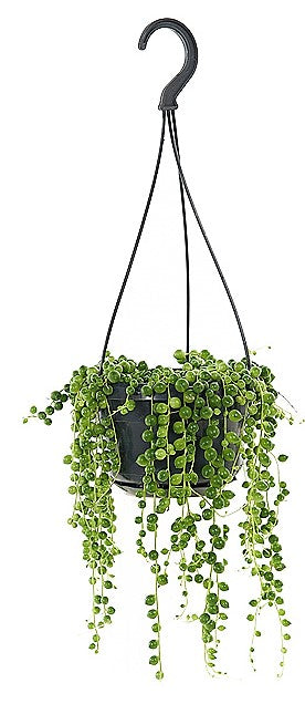 String of Pearls, Senecio Rowleyanus - www.FOP.ae Buy online Best and Healthy Plants and quality products guarantee in Dubai Plants Shop in Dubai Abu Dhabi all over UAE Plants near me Fresh Plants in Dubai where to buy plants in UAE - FOP.ae