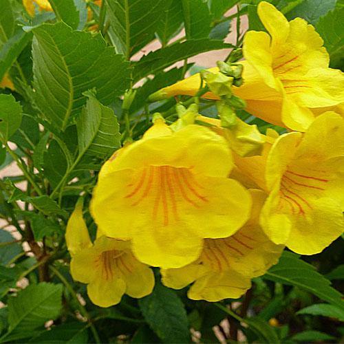 Yellow Bells, Tecoma Stans - www.FOP.ae Buy online Best and Healthy Plants and quality products guarantee in Dubai Plants Shop in Dubai Abu Dhabi all over UAE Plants near me Fresh Plants in Dubai where to buy plants in UAE - FOP.ae