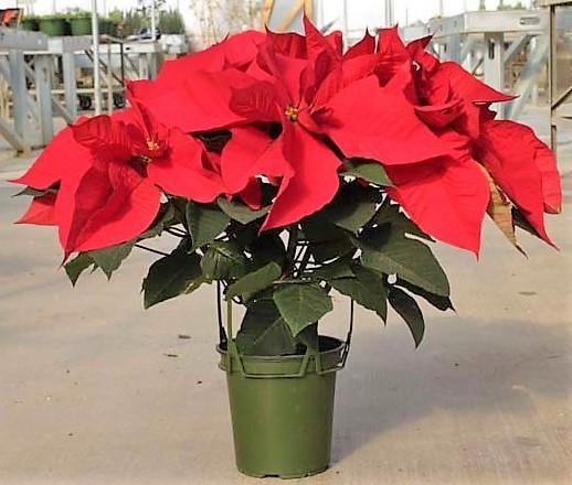 Euphorbia Pulcherrima (Titan Red), Poinsettia - www.FOP.ae Buy online Best and Healthy Plants and quality products guarantee in Dubai Plants Shop in Dubai Abu Dhabi all over UAE Plants near me Fresh Plants in Dubai where to buy plants in UAE - FOP.ae