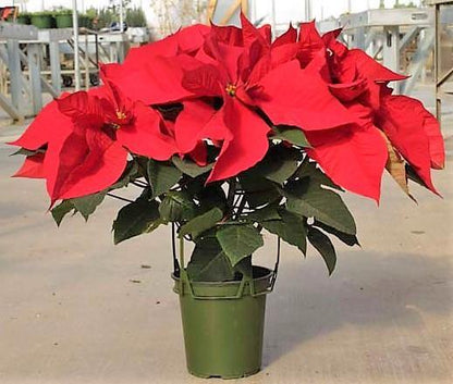 Euphorbia Pulcherrima (Titan Red), Poinsettia - www.FOP.ae Buy online Best and Healthy Plants and quality products guarantee in Dubai Plants Shop in Dubai Abu Dhabi all over UAE Plants near me Fresh Plants in Dubai where to buy plants in UAE - FOP.ae