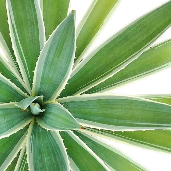 Agave Angustifolia, Caribbean - www.FOP.ae Buy online Best and Healthy Plants and quality products guarantee in Dubai Plants Shop in Dubai Abu Dhabi all over UAE Plants near me Fresh Plants in Dubai where to buy plants in UAE - FOP.ae