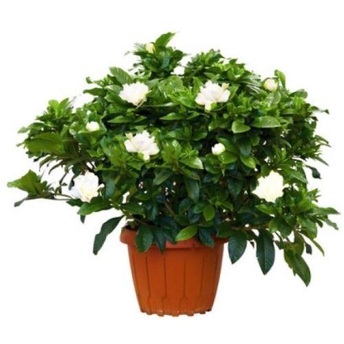 Gardenia Jasminoides, Cape Jasmine, ياسمين outdoor - www.FOP.ae Buy online Best and Healthy Plants and quality products guarantee in Dubai Plants Shop in Dubai Abu Dhabi all over UAE Plants near me Fresh Plants in Dubai where to buy plants in UAE - FOP.ae