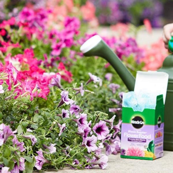 Miracle-Gro Water Soluble Bloom Booster Flower Food - www.FOP.ae Buy online Best and Healthy Plants and quality products guarantee in Dubai Plants Shop in Dubai Abu Dhabi all over UAE Plants near me Fresh Plants in Dubai where to buy plants in UAE - FOP.ae