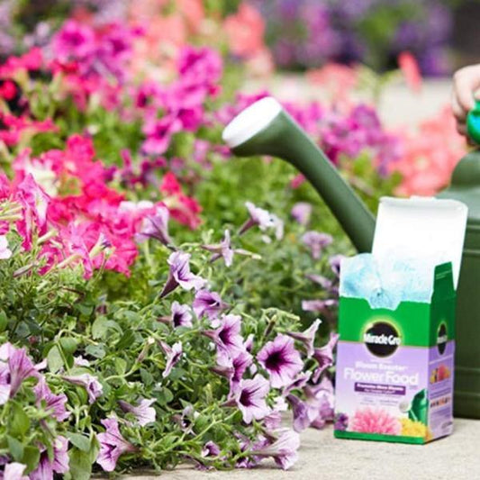 Miracle-Gro Water Soluble Bloom Booster Flower Food - www.FOP.ae Buy online Best and Healthy Plants and quality products guarantee in Dubai Plants Shop in Dubai Abu Dhabi all over UAE Plants near me Fresh Plants in Dubai where to buy plants in UAE - FOP.ae
