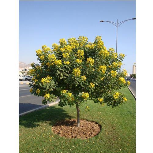 Cassia Surattensis, Scrambled Egg Plant - www.FOP.ae Buy online Best and Healthy Plants and quality products guarantee in Dubai Plants Shop in Dubai Abu Dhabi all over UAE Plants near me Fresh Plants in Dubai where to buy plants in UAE - FOP.ae